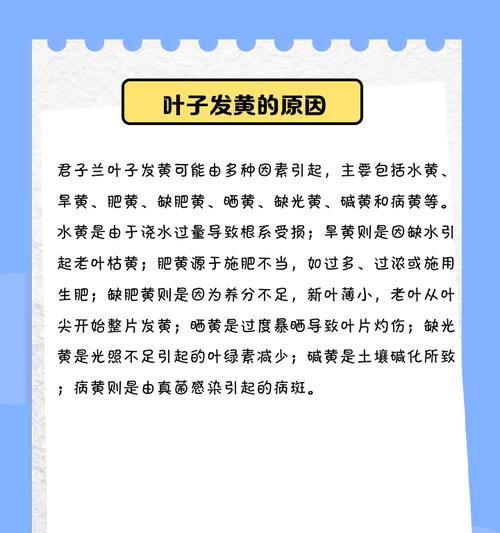 君子兰叶尖软化是何原因？