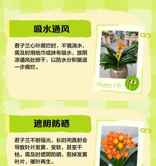 君子兰叶尖软化是何原因？