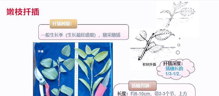月季扦插时如何保持适当的温度？保温措施有哪些？