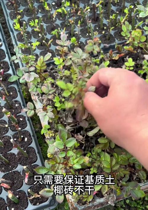 月季扦插时如何保持适当的温度？保温措施有哪些？
