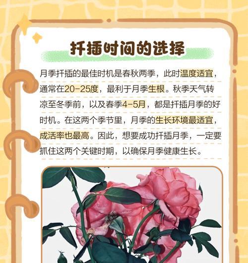月季扦插时如何保持适当的温度？保温措施有哪些？