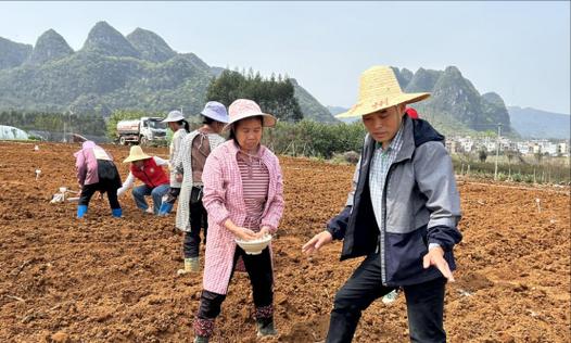 玉米播种的最佳时间是什么时候？哪些时候不适合播种玉米？