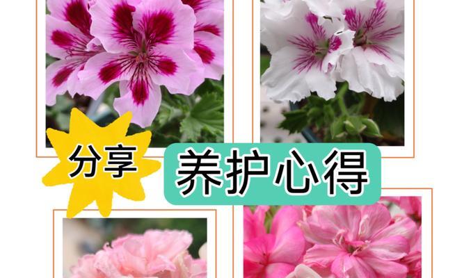 天竺葵混合种植的方法是什么？