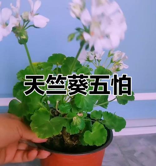 天竺葵养苗要怎么养护？天竺葵苗期的养护技巧和方法是什么？