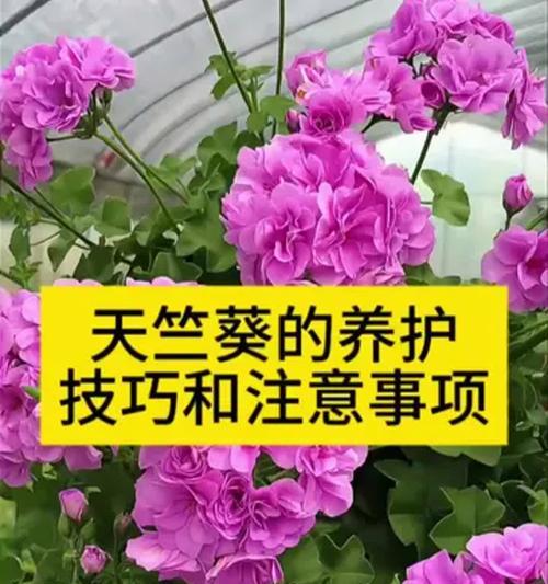 天竺葵养苗要怎么养护？天竺葵苗期的养护技巧和方法是什么？