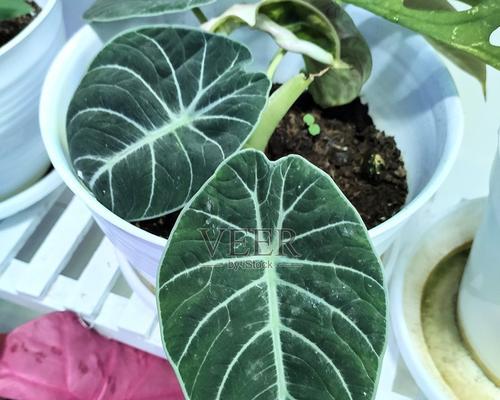有哪些观赏植物既漂亮又适合作为道具？