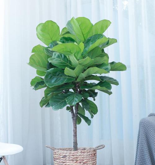 有哪些观赏植物既漂亮又适合作为道具？