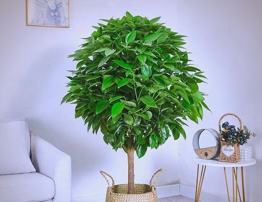 有哪些观赏植物既漂亮又适合作为道具？
