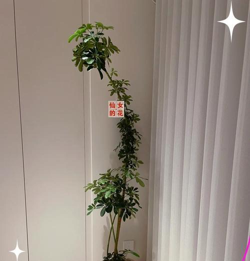 桌面盆景大托盘安装方法是什么？安装步骤详细说明？