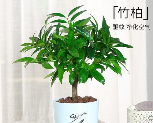 张老板盆景养护技巧有哪些？