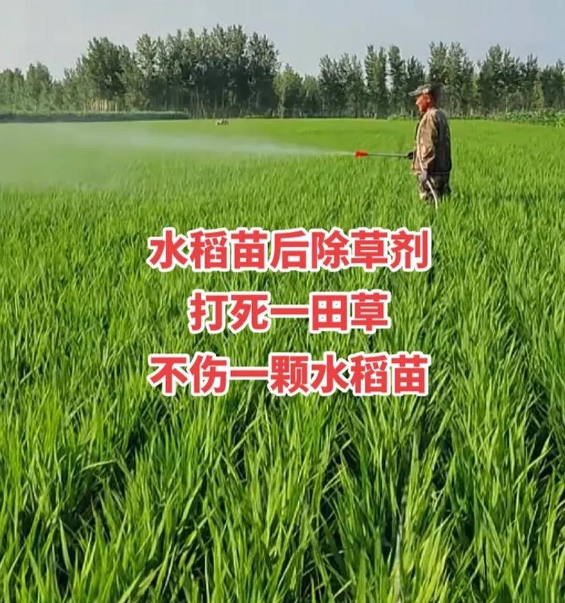 稻谷播种后不生苗的原因是什么？