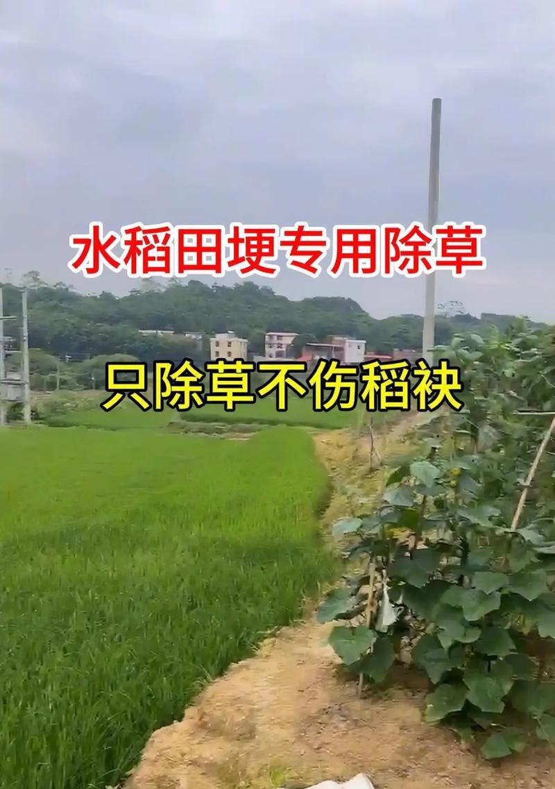 稻谷播种后不生苗的原因是什么？
