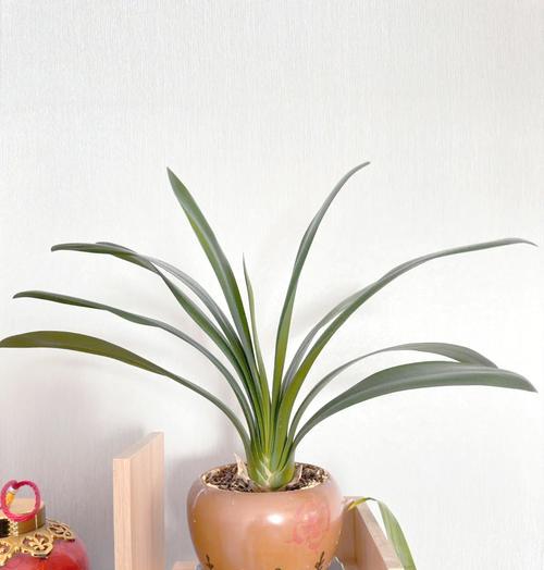 家用花盆君子兰的养护方法是什么？