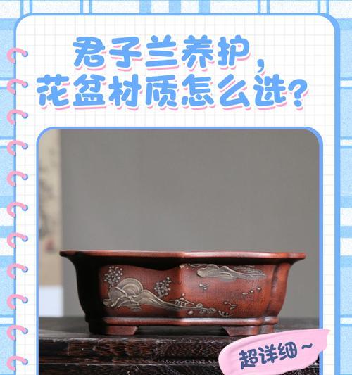 家用花盆君子兰的养护方法是什么？