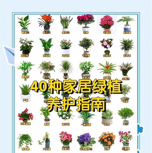 家用花盆君子兰的养护方法是什么？