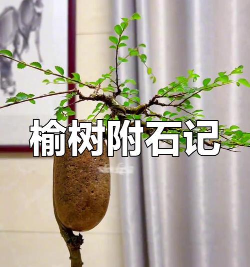 盆景忍冬老桩的养护方法是什么？