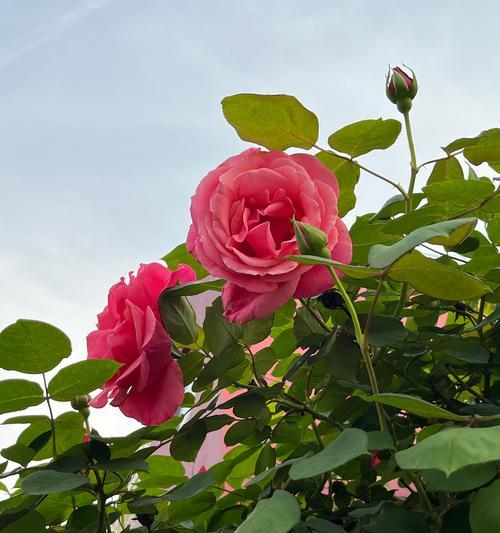 月季花插骨朵的技巧是什么？如何保证花朵的美观？