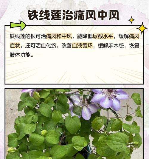 如何判断铁线莲的根是否已经长满？
