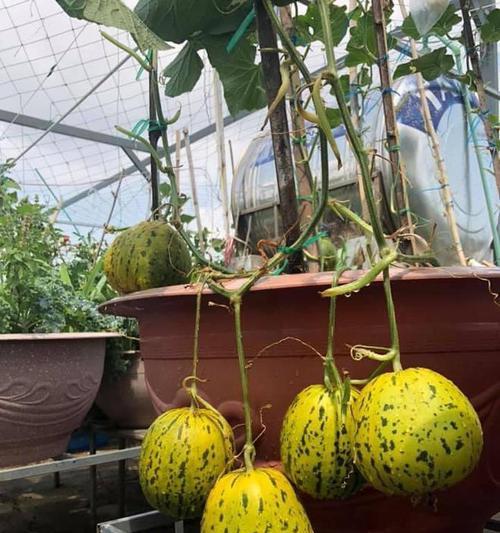 大露台适合种植哪些果树？果树种植的注意事项有哪些？