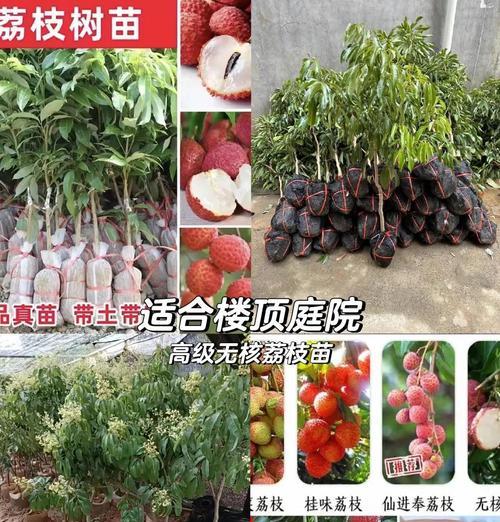 大露台适合种植哪些果树？果树种植的注意事项有哪些？
