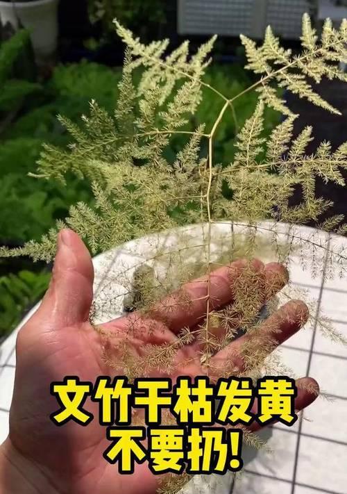文竹叶子发黄如何救活？有哪些可行的处理措施？
