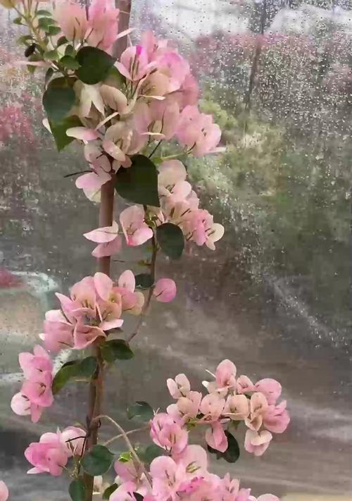 文竹叶子发黄如何救活？有哪些可行的处理措施？