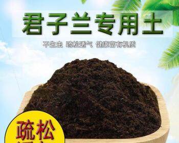 君子兰提根应该使用哪种土壤？