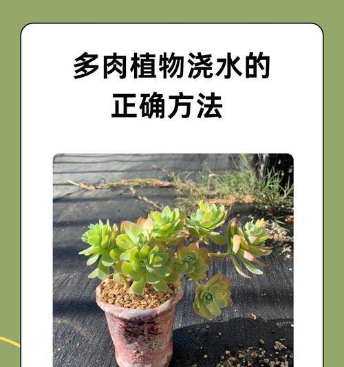 槟榔浇水的最佳方法是什么？