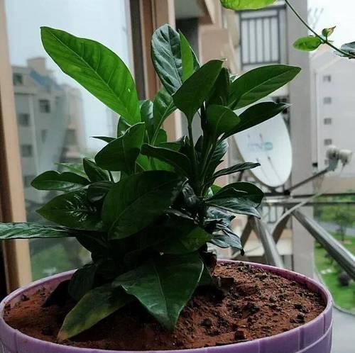 阳台种植哪种花卉既好养又香？