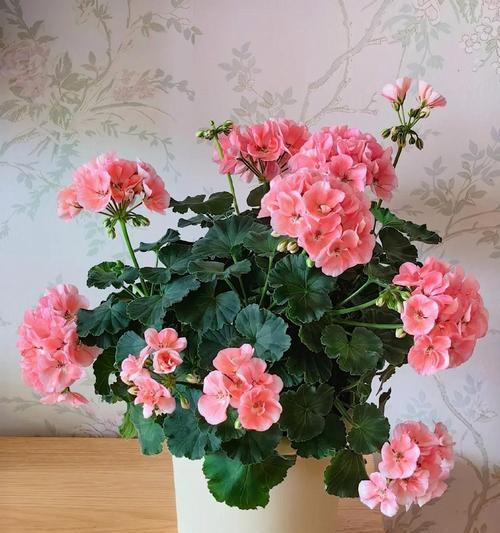 阳台种植哪种花卉既好养又香？