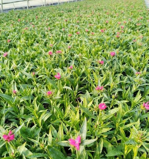 石竹底部叶子发黄怎么办？如何处理和预防？