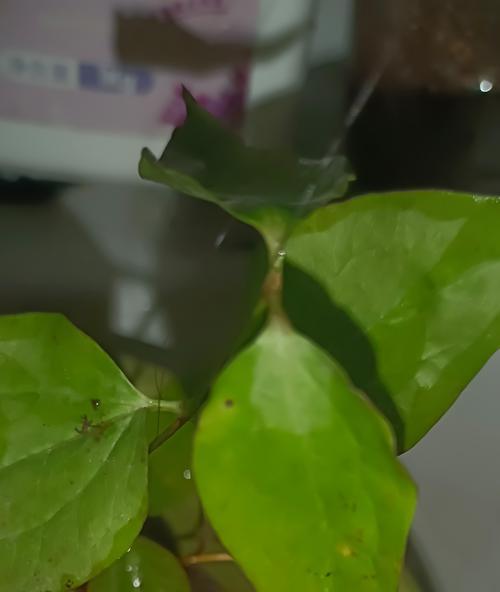 冬季铁线莲水不干的解决方法是什么？