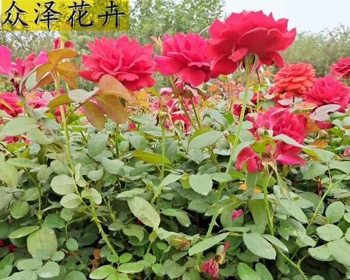 露地灌木月季的养护方法是什么？如何保持其健康生长？
