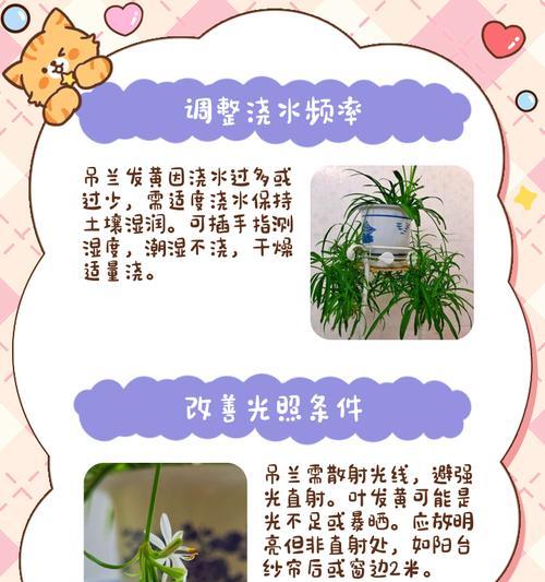 白兰花树叶子发黄干枯的解决方法是什么？