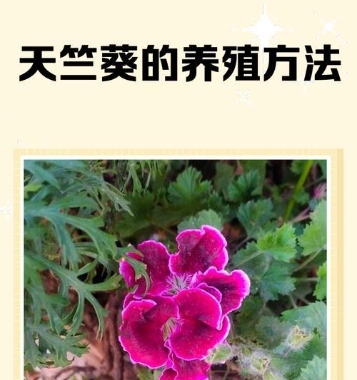 蝴蝶兰花与天竺葵的养殖方法是什么？
