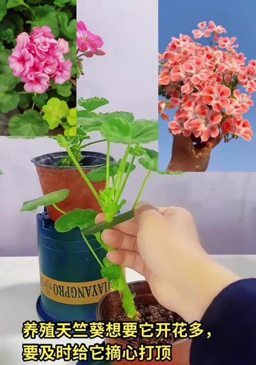 蝴蝶兰花与天竺葵的养殖方法是什么？