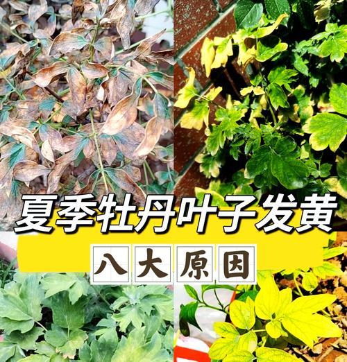 小金松叶子发黄怎么办？有哪些可能的原因和解决方法？