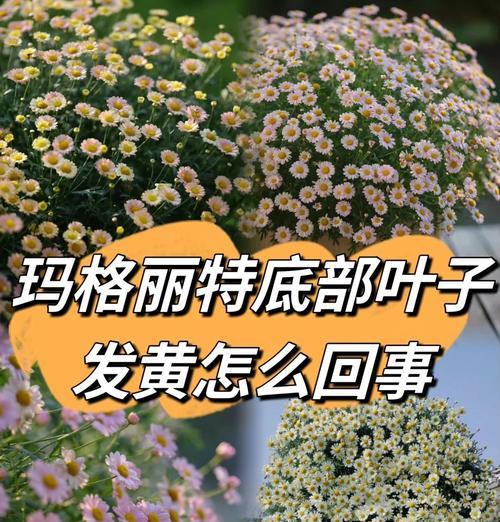 小金松叶子发黄怎么办？有哪些可能的原因和解决方法？
