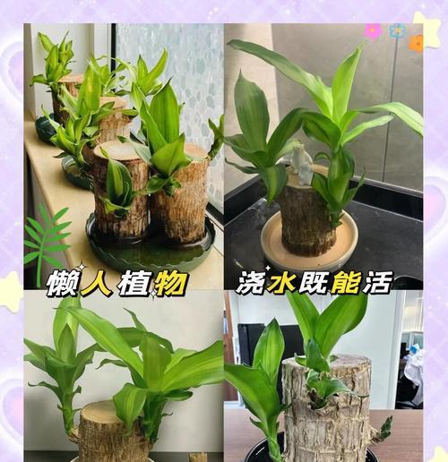 室内盆景木本植物养护技巧有哪些？