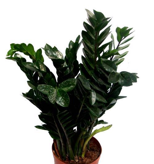 室内盆景木本植物养护技巧有哪些？