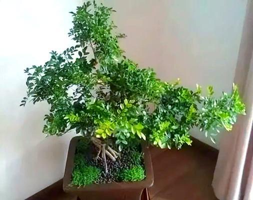 室内盆景木本植物养护技巧有哪些？