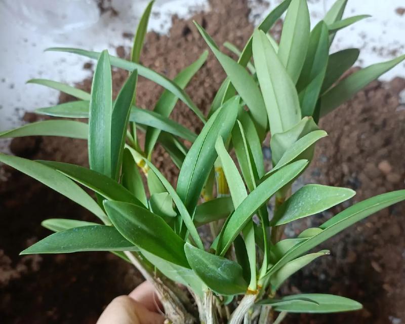 君子兰根部蔫了的原因及解决办法？