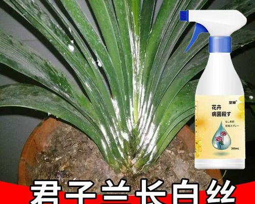 君子兰根部蔫了的原因及解决办法？