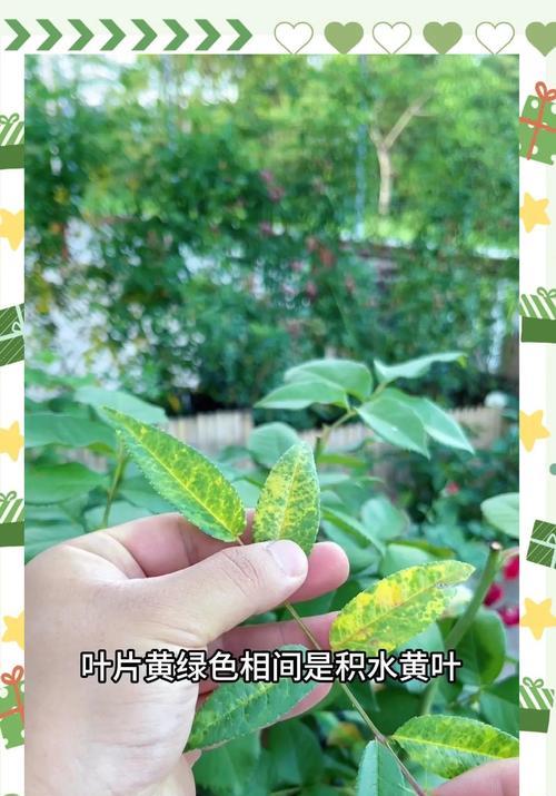 植物叶子发黄且有白霜是什么原因？