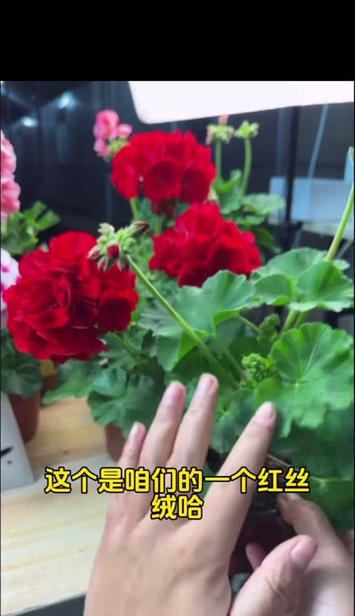 天竺葵百变贵妃的养殖方法是什么？如何保持其美观？
