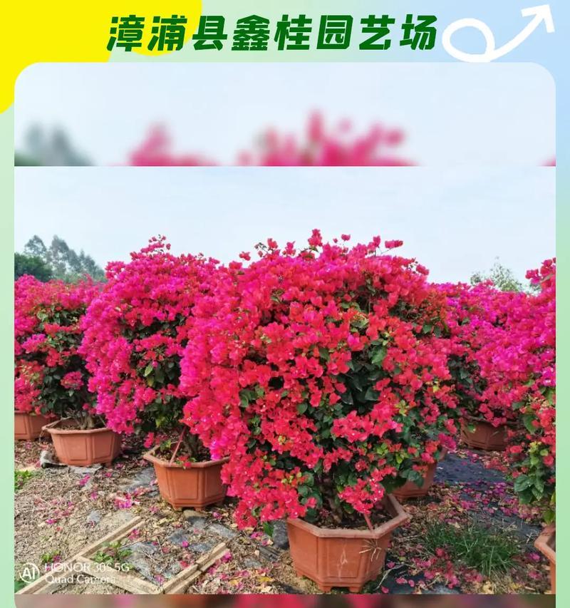 三角梅种植指南：如何选择适合的品种？