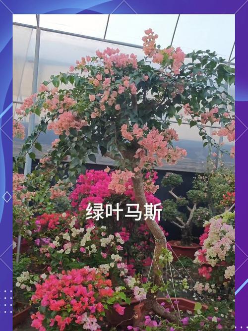 三角梅种植指南：如何选择适合的品种？
