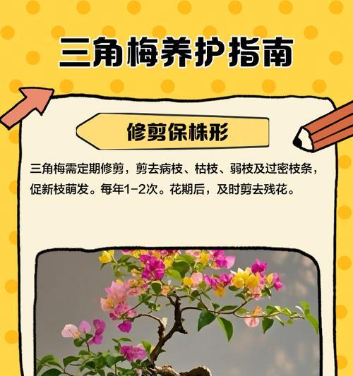 三角梅种植指南：如何选择适合的品种？