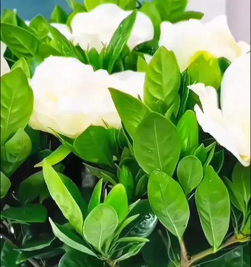 什么花养不死适合种在阳台？阳台花卉养护技巧是什么？