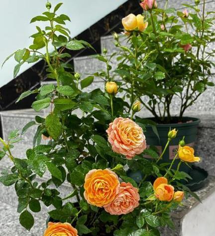 什么花养不死适合种在阳台？阳台花卉养护技巧是什么？